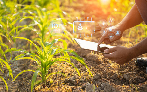 istock Farmer using digital tablet in corn crop cultivated field with smart farming interface icons and light flare sunset effect. Smart and new technology for agriculture business concept. 1469639791