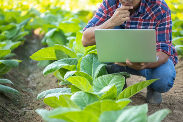 Asian farmer working in the young tobacco field, Man using digital laptop to planning management, examining or analyze young tobacco after planting. Smart farming Technology for agriculture Concept. agricultor que trabaja en el campo del tabaco joven, hombre que usa una computadora portátil digital para planificar la gestión, examinar o analizar el tabaco joven después de la siembra. concepto de tecnología de agricultura inteligente para la agricu
