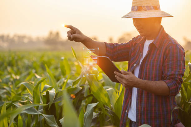 istock Farmer using digital tablet in corn crop cultivated field with smart farming interface icons and light flare sunset effect. Smart and new technology for agriculture business concept. 1469640042