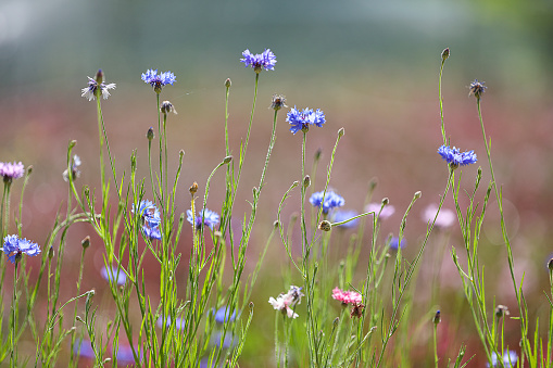 meadow of wild flowers