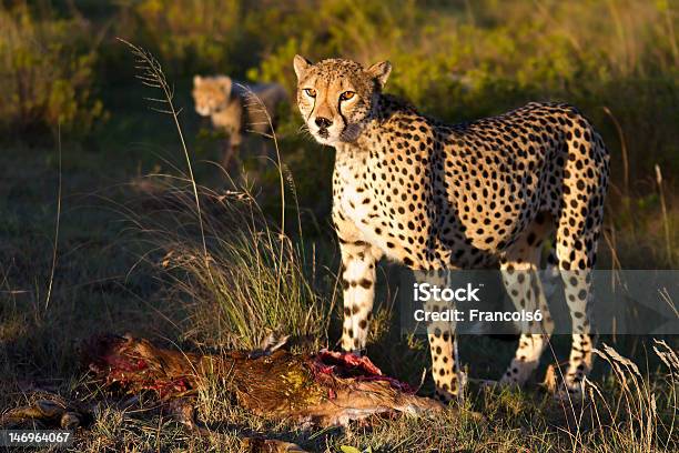 Chitá Olhem - Fotografias de stock e mais imagens de Animais caçando - Animais caçando, Animal, Animal de Safari