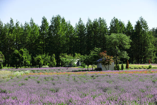 Free Stock Photo of Field of Purple Flowers With Trees in the ...