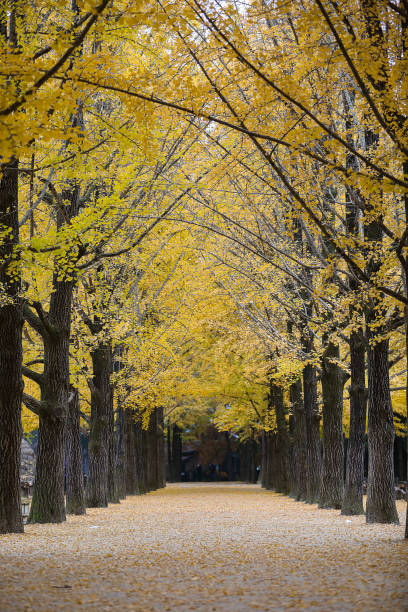 istock season 1469640750