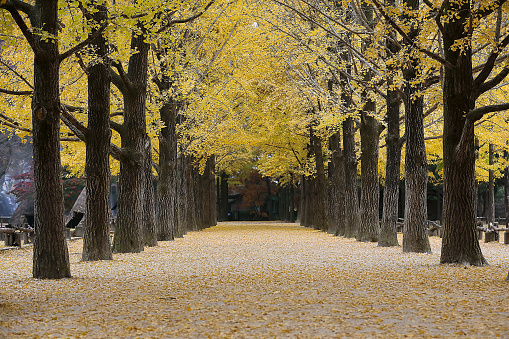 autumn promenade