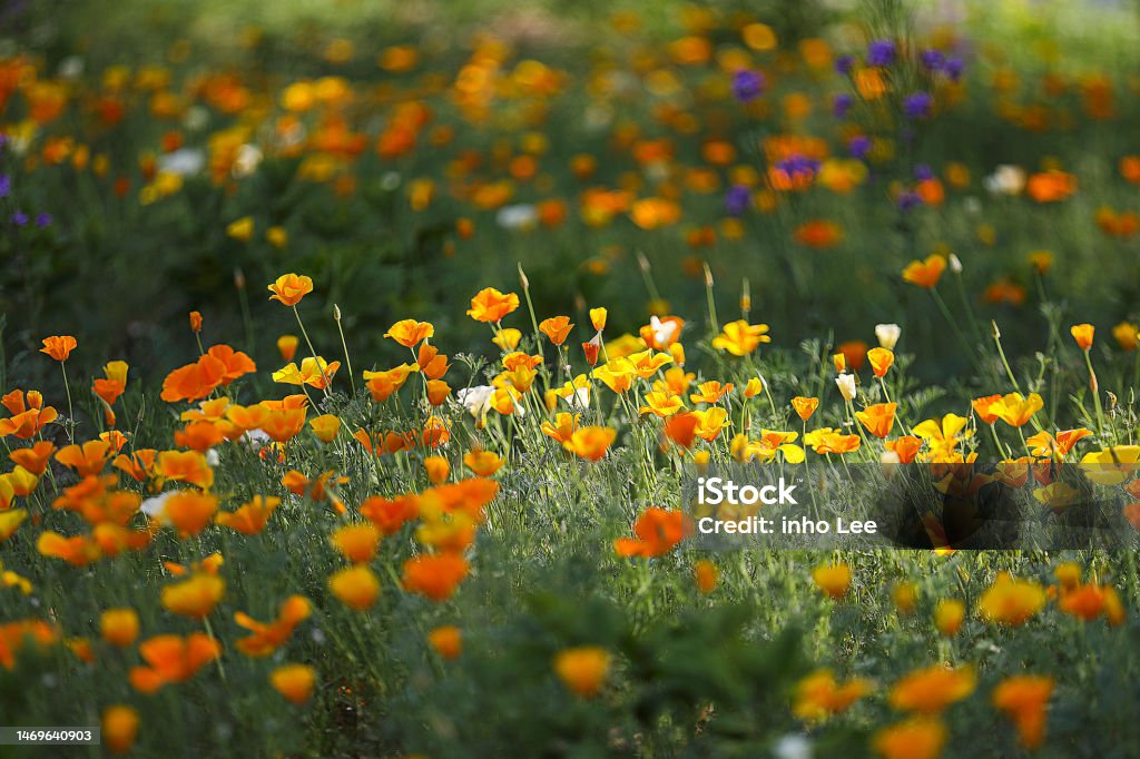Flower wildflower Abstract Stock Photo