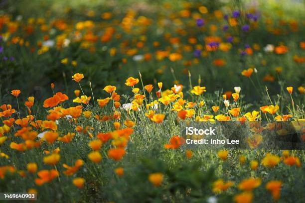 Flower Stock Photo - Download Image Now - Abstract, Agricultural Field, Backgrounds