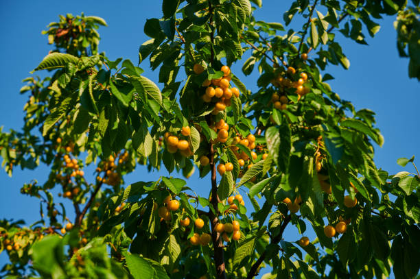 istock Cherries on a tree, harvest of ripe berries 1469640932