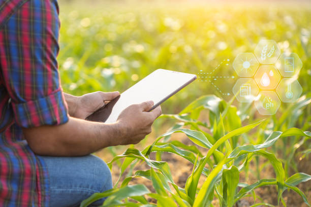 istock Farmer using digital tablet in corn crop cultivated field with smart farming interface icons and light flare sunset effect. Smart and new technology for agriculture business concept. 1469641043