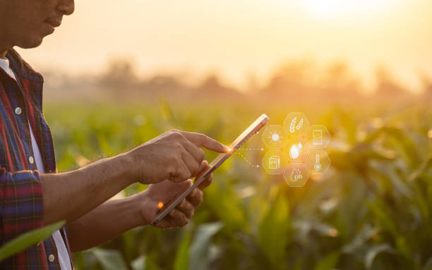 istock Farmer using digital tablet in corn crop cultivated field with smart farming interface icons and light flare sunset effect. Smart and new technology for agriculture business concept. 1469641110