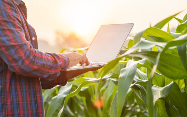 istock Asian farmer working in the corn field, Man using laptop to examining or analyze young corn crop after planting. Technology for agriculture Concept 1469641204