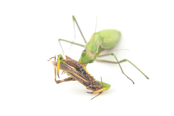 istock praying mantis eats a grasshopper close-up on a white background. Hunting in the world of insects. Prey for eating insects 1469641222