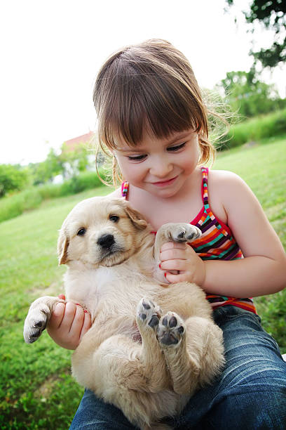 istock Small puppy in little girls hands 146964143