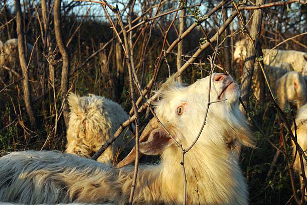 Goat with Light of Evening Sun stock photo