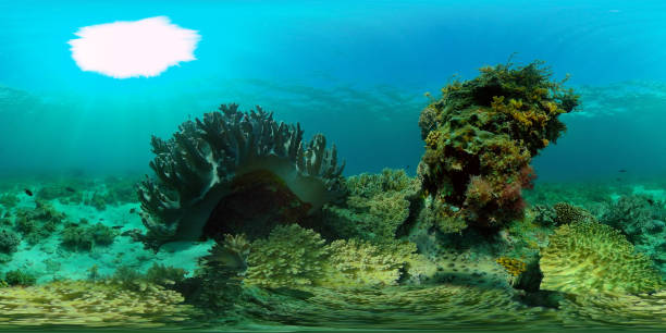 istock Coral reef and tropical fish. Philippines. Virtual Reality 360 1469644339
