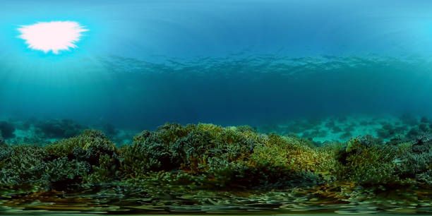 istock Coral reef and tropical fish. Philippines. Virtual Reality 360 1469644423