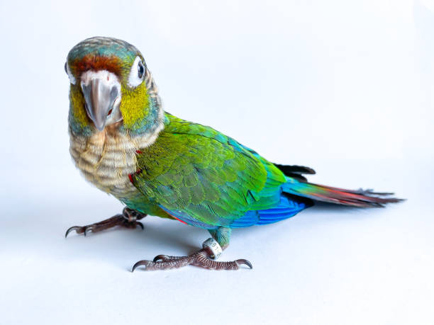 istock Crimson bellied conure parrot in the white background 1469644901