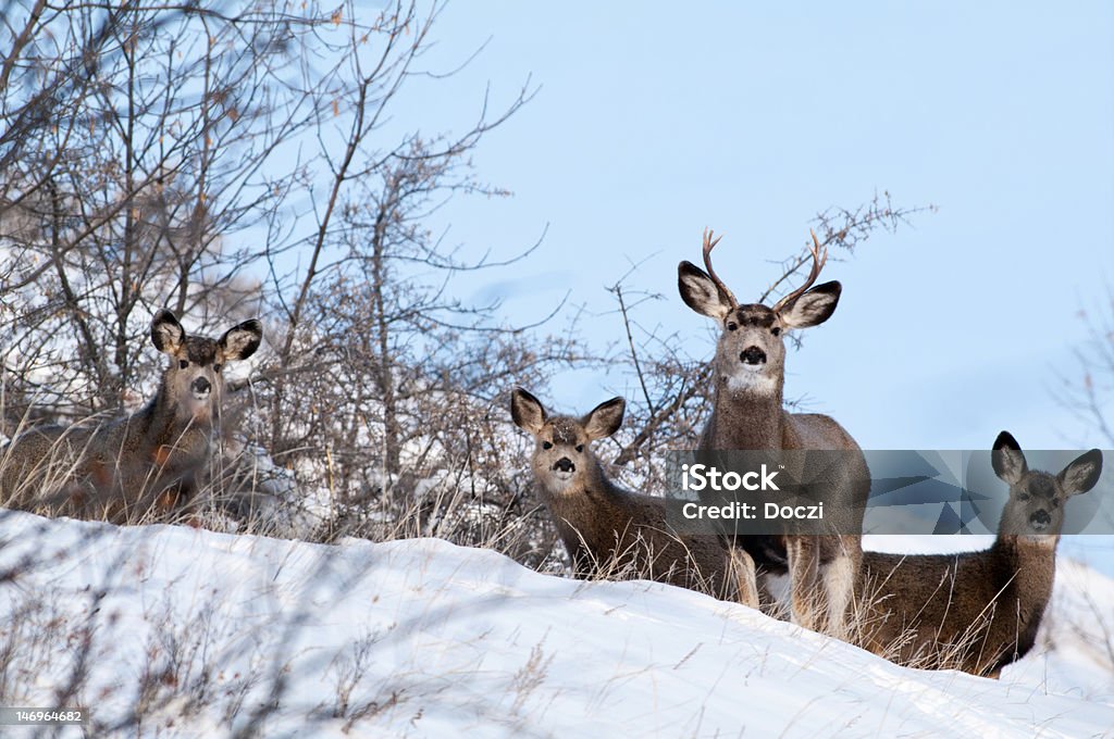 Veado de Orelhas Compridas - Foto de stock de Inverno royalty-free