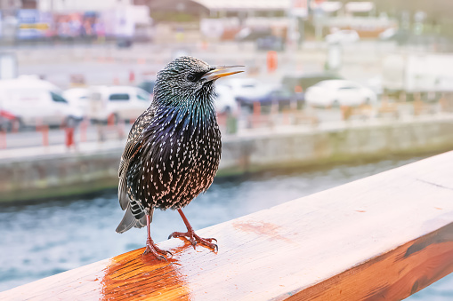 Common starling (Sturnus vulgaris) bird on ferry railing, Istanbul city