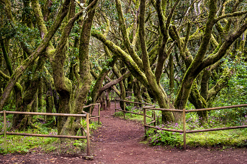 Lush Laurisilva. Evergreen Forest in Garajonay National Park. Tourist Footpath. La Gomera, Canary Islands, Spain.