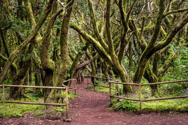 Lush Laurisilva. Evergreen Forest in Garajonay National Park. Tourist Footpath. La Gomera, Canary Islands, Spain. stock photo