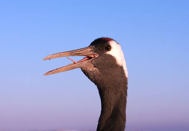 Red-crowned Crane in China stock photo