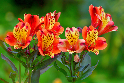 Alstroemeria, also called the Peruvian lily, Lily of the Incas, Parrot lily, New Zealand Christmas bell, Parrot flower, Red parrot beak, is native to South America. Alstroemeria is best known as cut flowers and lasts as long as two weeks in a vase, but it can also be grown in the garden. Alstroemeria flowers bloom from late spring to early summer and come in many shades of colors such as red, orange, pink, yellow, rose, purple and white.