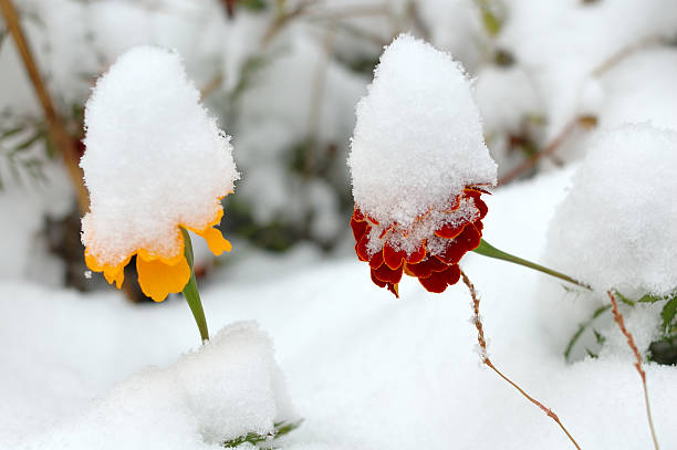 Live flowers in first winter snow. stock photo