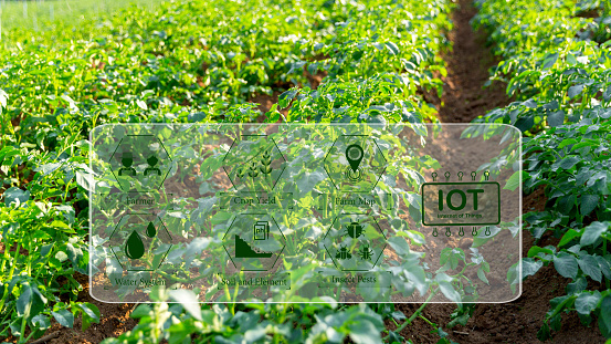 Potato plantations grow in the field. vegetable rows. farming, agriculture. Smart farming and precision agriculture 4.0. modern agricultural technology and data management to industry farm.