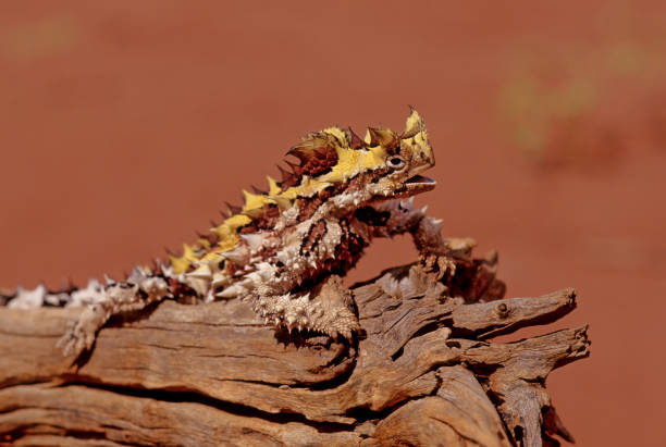 Thorny devil The thorny devil (Moloch horridus), also known commonly as the mountain devil, thorny lizard, thorny dragon, and moloch, is a species of lizard in the family Agamidae. moloch horridus stock pictures, royalty-free photos & images