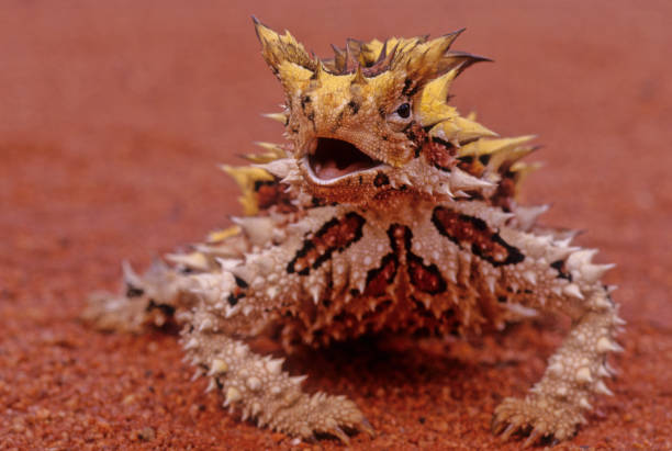 Thorny devil The thorny devil (Moloch horridus), also known commonly as the mountain devil, thorny lizard, thorny dragon, and moloch, is a species of lizard in the family Agamidae. moloch horridus stock pictures, royalty-free photos & images