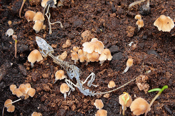 Lizard skeleton near mushrooms