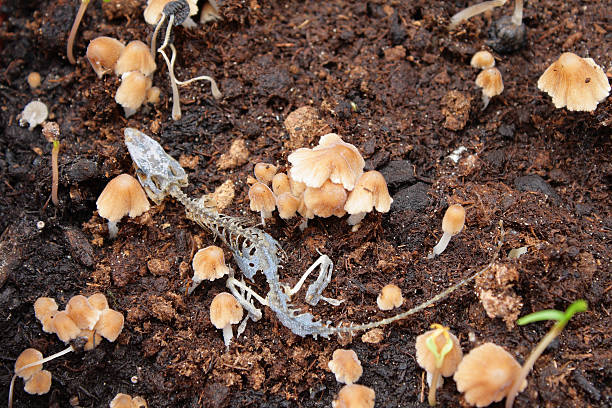 Cтоковое фото Скелет под ящерицу от грибов