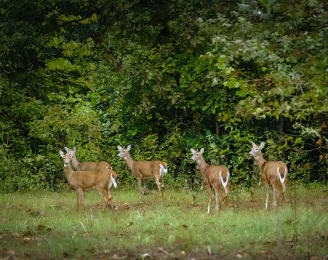 View of group of white-tailed deer in summer in Midwest; forest  in background