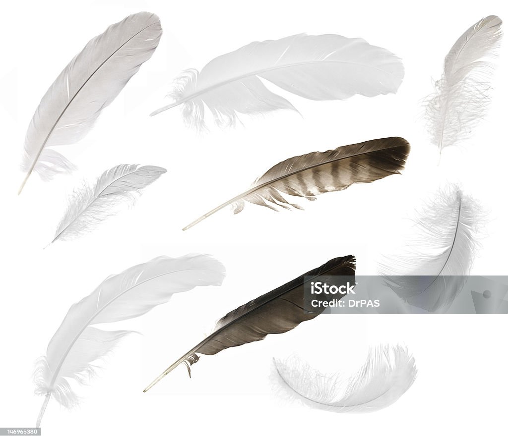 Nueve aislado feathers - Foto de stock de Pluma de ave libre de derechos