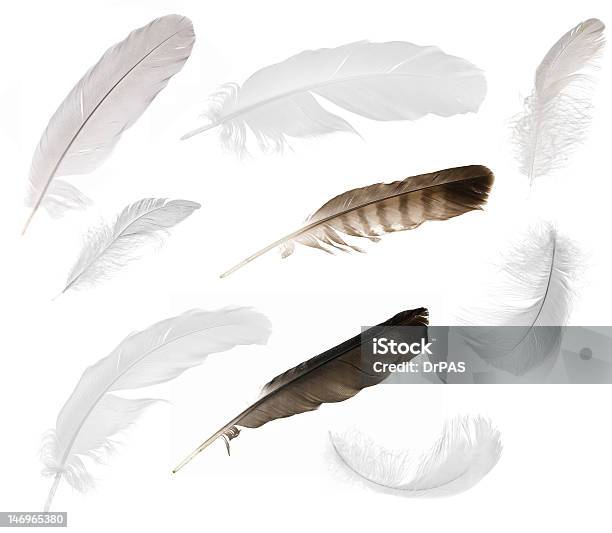 Nueve Aislado Feathers Foto de stock y más banco de imágenes de Pluma de ave - Pluma de ave, Recortable, Blanco - Color