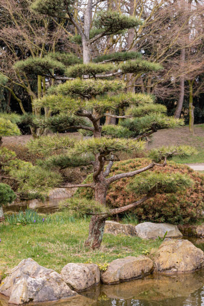 istock Evergreen conifer trees in a park 1469654478