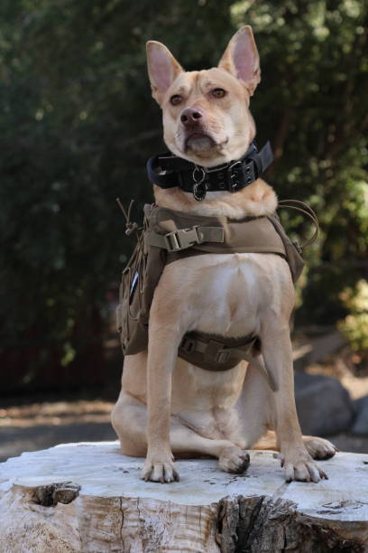 istock Dog Sitting Outside on a Tree Stump 1469654756