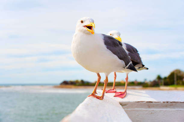 Coastal Charm: Two colorful seagulls resting on wooden railings with breathtaking ocean scenery.