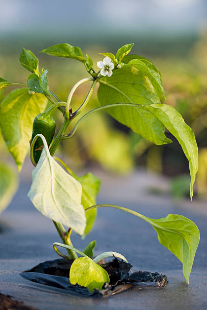 Green Pepper Plant stock photo