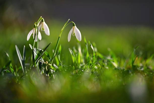 istock Snowdrops - Beautiful white spring flowers. The first flowering plants in spring. Natural colorful background. (Galanthus nivalis) 1469655530