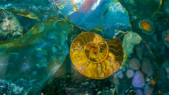 Ammonite fossil in the colorful stone- background