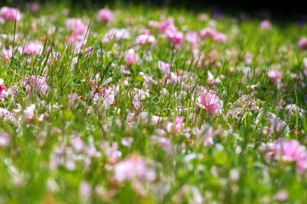 Fresh green grass background with fallen sakura flowers - selective focus, copy space