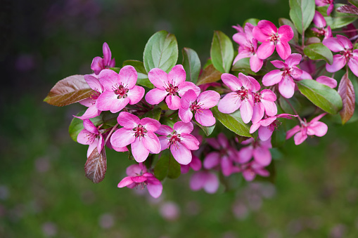 Flowering branches of decorative apple tree - selective focus