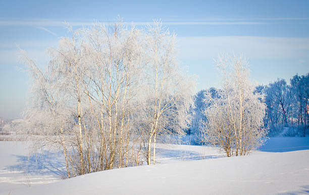 istock Winter snow and trees. Frosty day in winter. 146965704