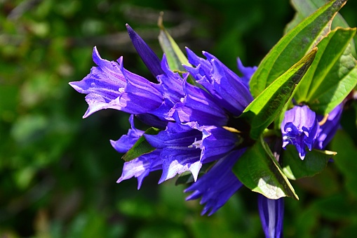 Close up of bunch of blue gentian flowers in green hills on sunny day