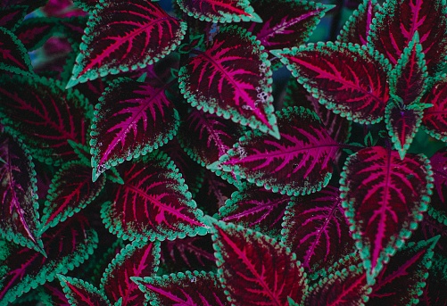 The coleus plant, also known as Plectranthus scutellarioides, is an ornamental plant originating from tropical regions such as Africa, Southeast Asia and Australia.  This plant has a unique leaf shape, with various colors and patterns, making it the main attraction as an ornamental plant.