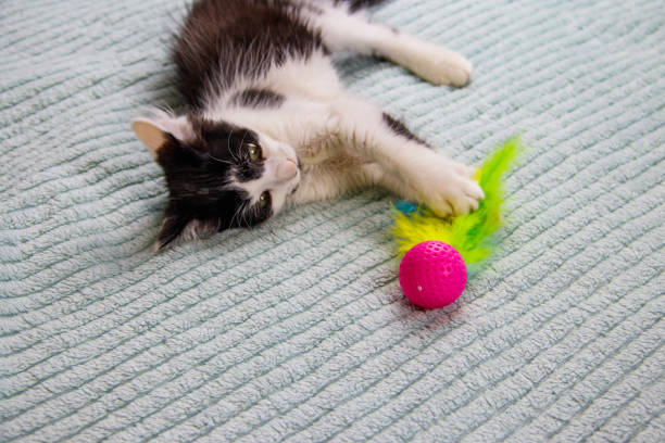 istock Beautiful kitten playing with a toy on a bed 1469658010