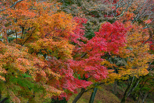 Garosu-gil in autumn on Mudeungsan Dulle-gil, which is colored with autumn leaves.