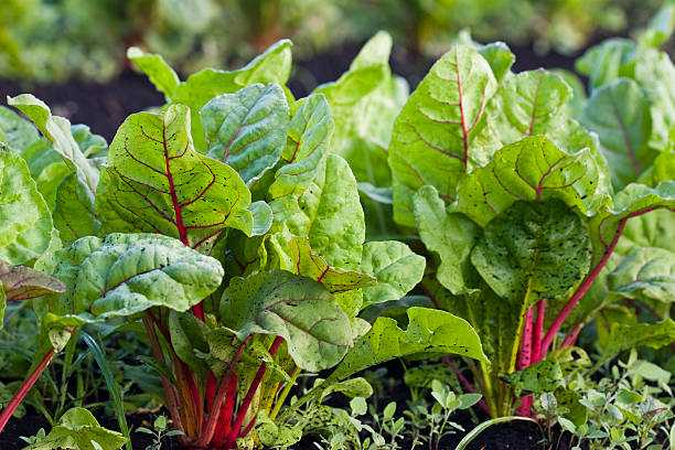 Organic Rainbow Chard stock photo