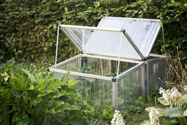 istock Mini Greenhouse for Growing Vegetables Seedlings 1469660633